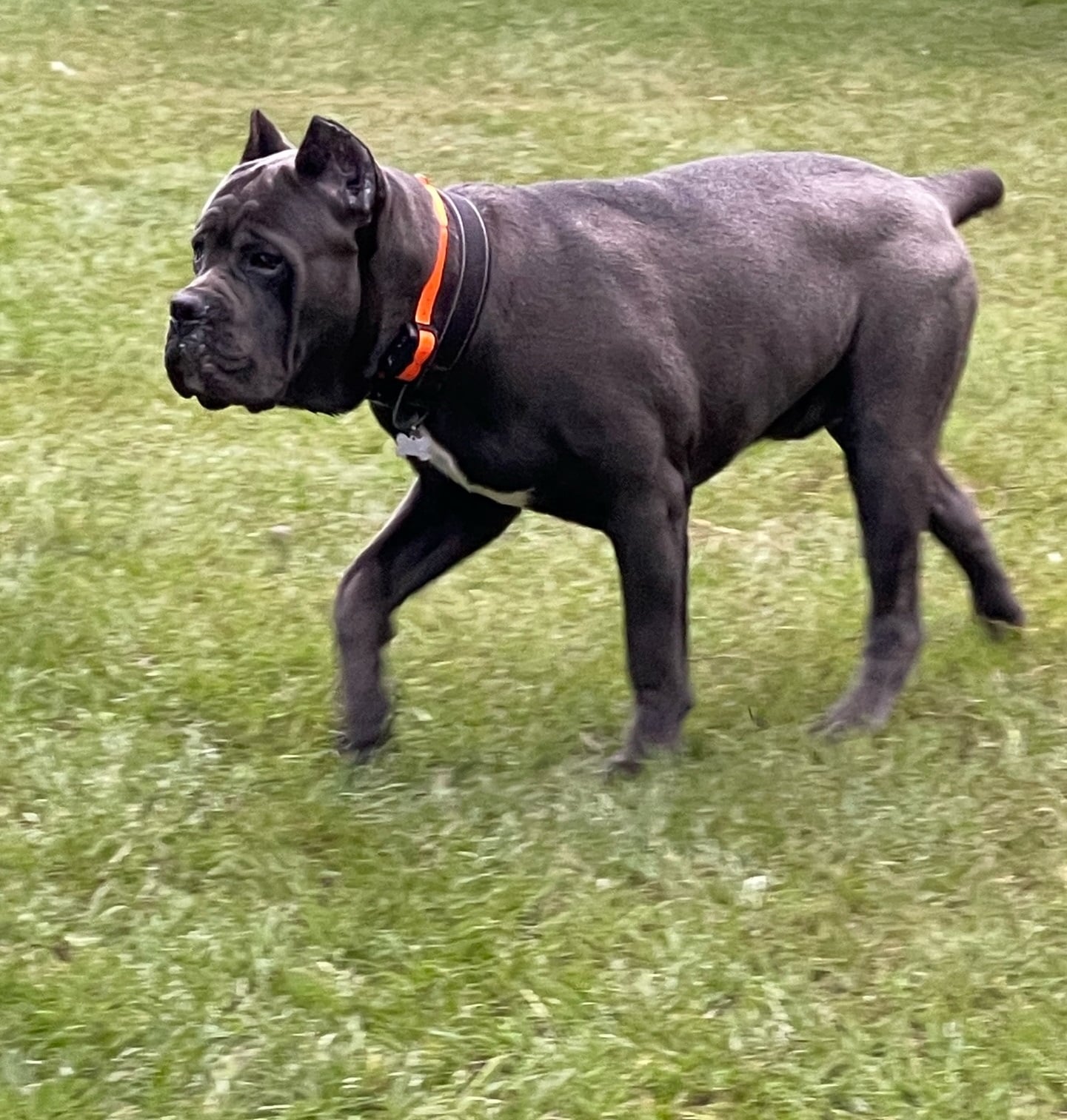 The Working Breed: Cane Corso: What It Means to Own One